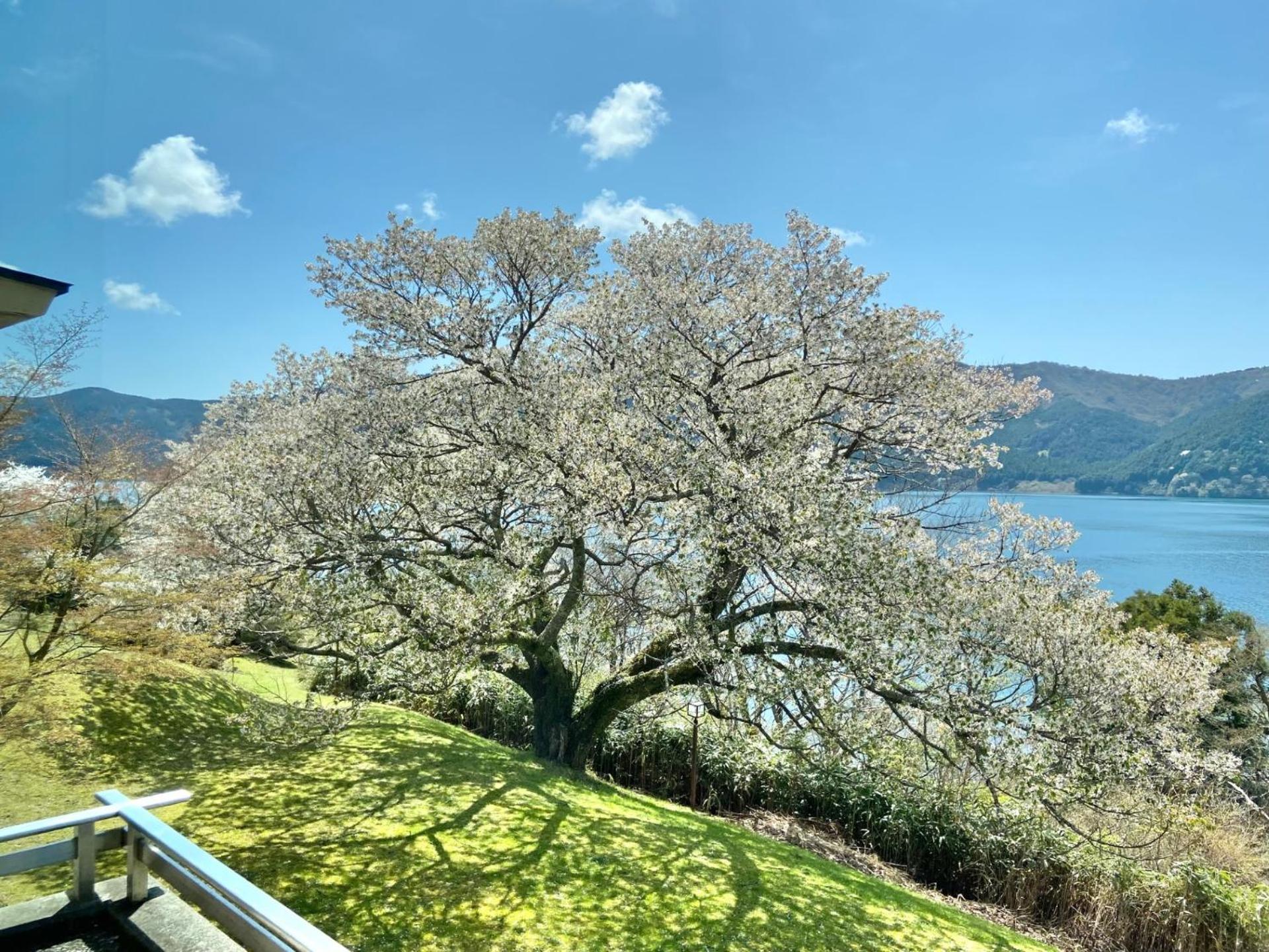 Ryuguden Hotel Hakone Eksteriør billede